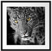 prächtig anmutiger Leopard Passepartout Quadratisch 55x55
