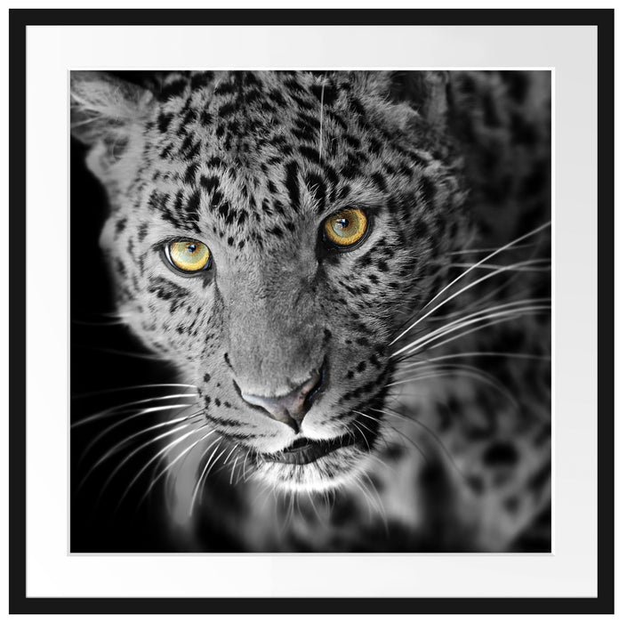 prächtig anmutiger Leopard Passepartout Quadratisch 70x70