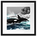 schöne Orcas vor Insel Passepartout Quadratisch 40x40