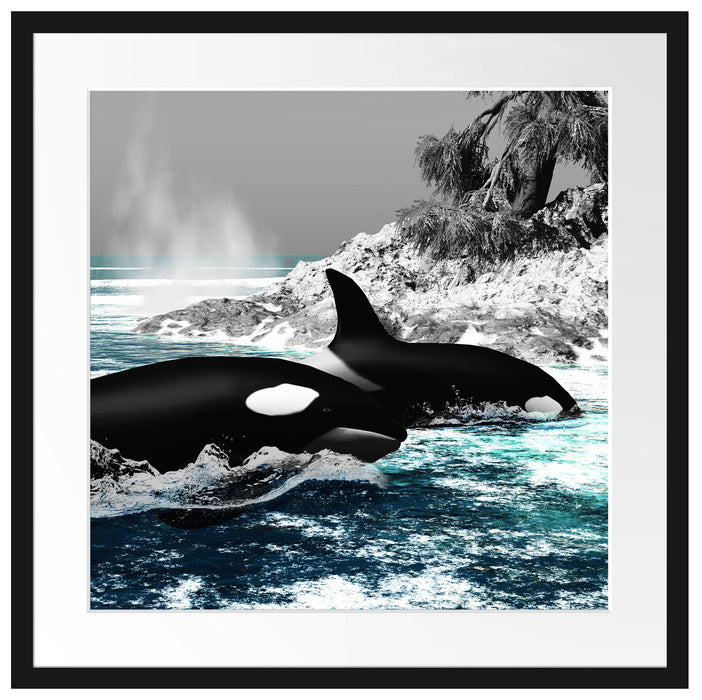 schöne Orcas vor Insel Passepartout Quadratisch 55x55