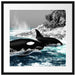 schöne Orcas vor Insel Passepartout Quadratisch 55x55