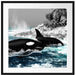 schöne Orcas vor Insel Passepartout Quadratisch 70x70