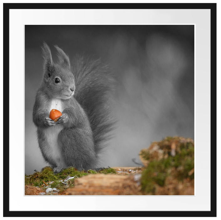 süßes Eichhörnchen mit Nuss Passepartout Quadratisch 70x70
