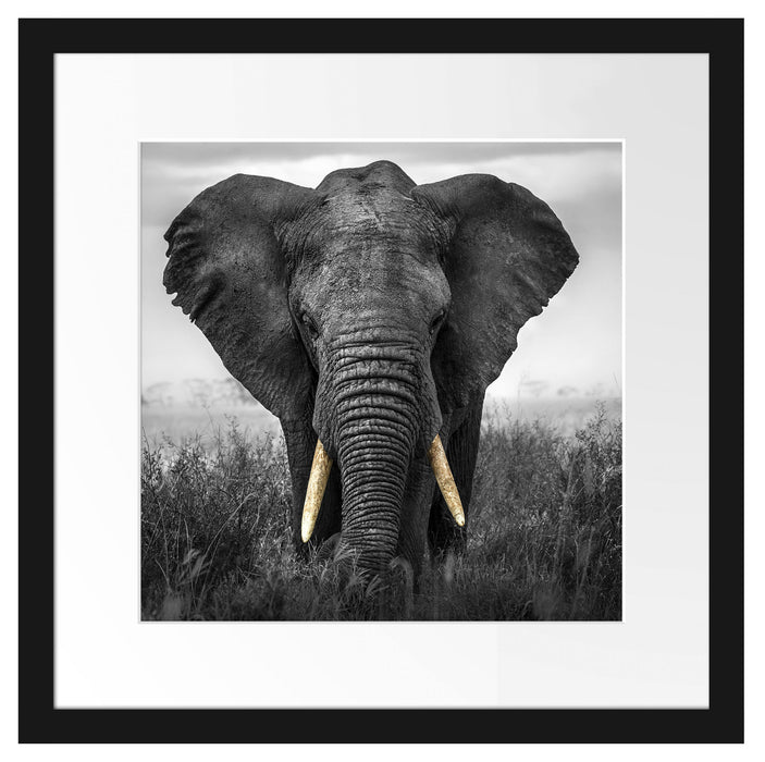 prachtvoller Elefant Passepartout Quadratisch 40x40