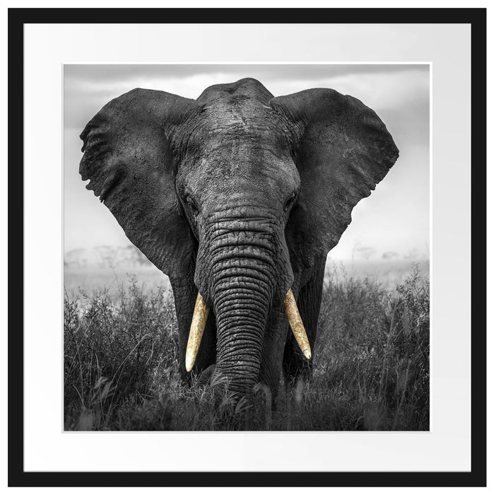 prachtvoller Elefant Passepartout Quadratisch 55x55