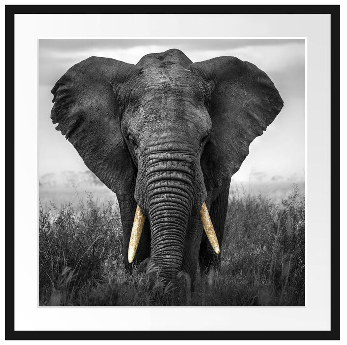 prachtvoller Elefant Passepartout Quadratisch 70x70