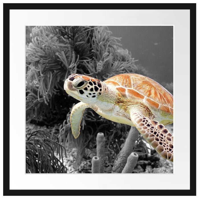 wunderschöne Meeresschildkröte Passepartout Quadratisch 55x55