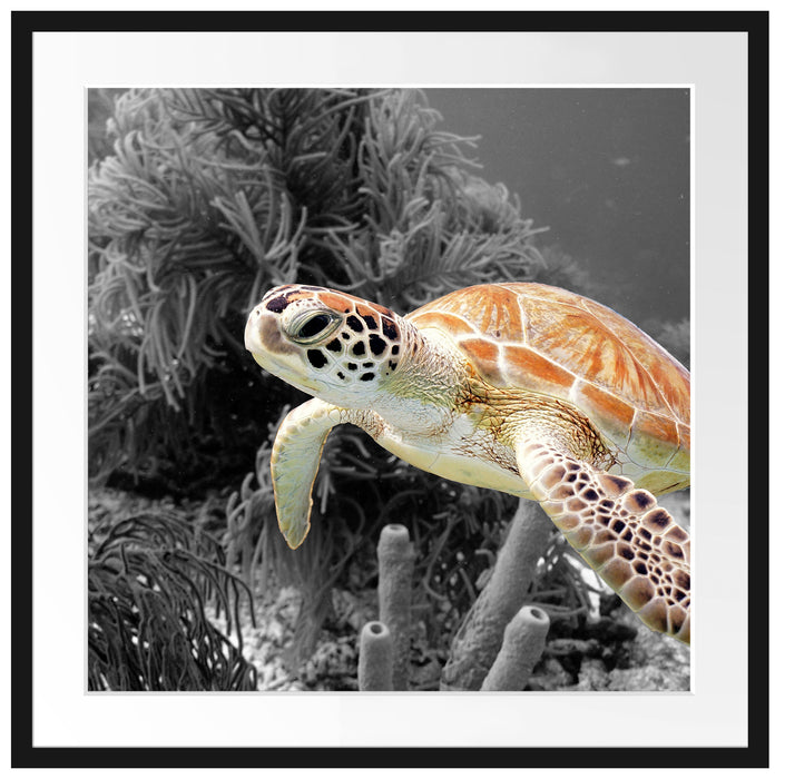 wunderschöne Meeresschildkröte Passepartout Quadratisch 70x70