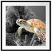 wunderschöne Meeresschildkröte Passepartout Quadratisch 70x70