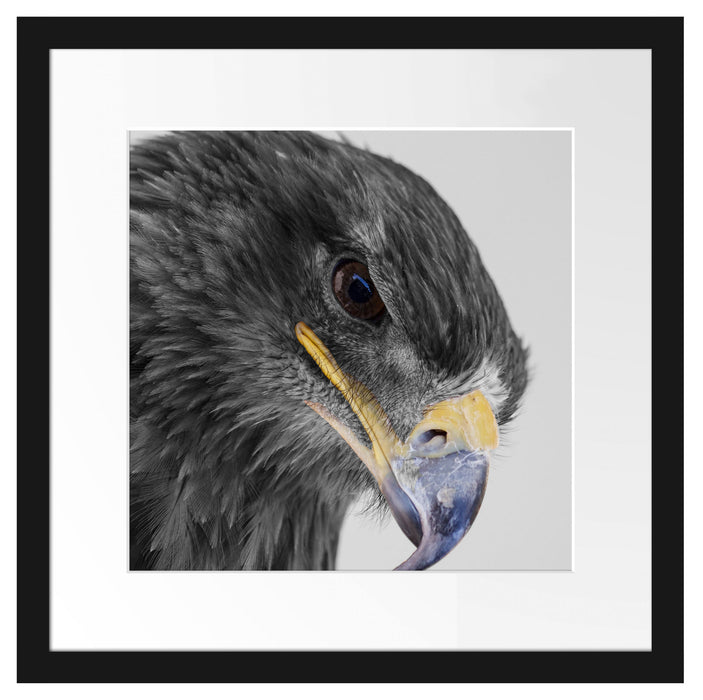 wunderschöner Adler im Portrait Passepartout Quadratisch 40x40