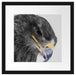 wunderschöner Adler im Portrait Passepartout Quadratisch 40x40