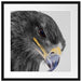 wunderschöner Adler im Portrait Passepartout Quadratisch 55x55