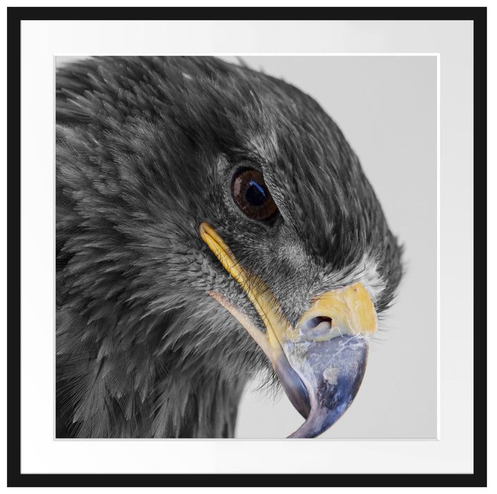 wunderschöner Adler im Portrait Passepartout Quadratisch 70x70