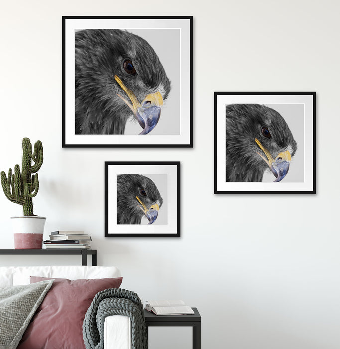 wunderschöner Adler im Portrait Quadratisch Passepartout Wohnzimmer