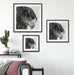 wunderschöner Adler im Portrait Quadratisch Passepartout Wohnzimmer