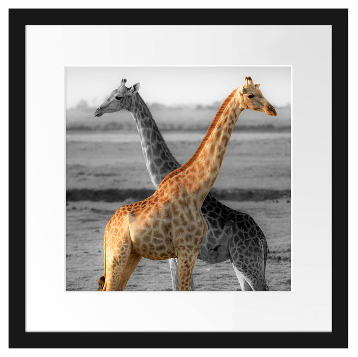 schöne Giraffen in der Steppe Passepartout Quadratisch 40x40