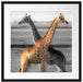 schöne Giraffen in der Steppe Passepartout Quadratisch 55x55