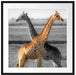 schöne Giraffen in der Steppe Passepartout Quadratisch 70x70