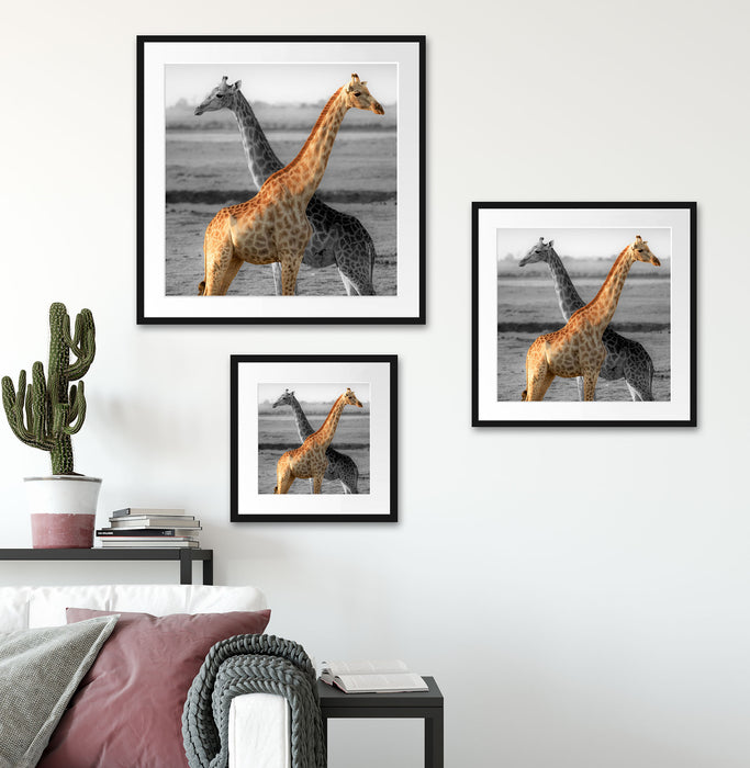 schöne Giraffen in der Steppe Quadratisch Passepartout Wohnzimmer