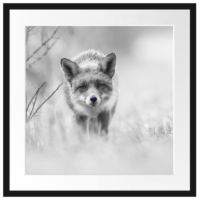 hübscher schleichender Fuchs Passepartout Quadratisch 55x55