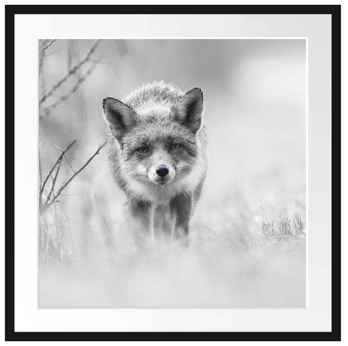 hübscher schleichender Fuchs Passepartout Quadratisch 70x70