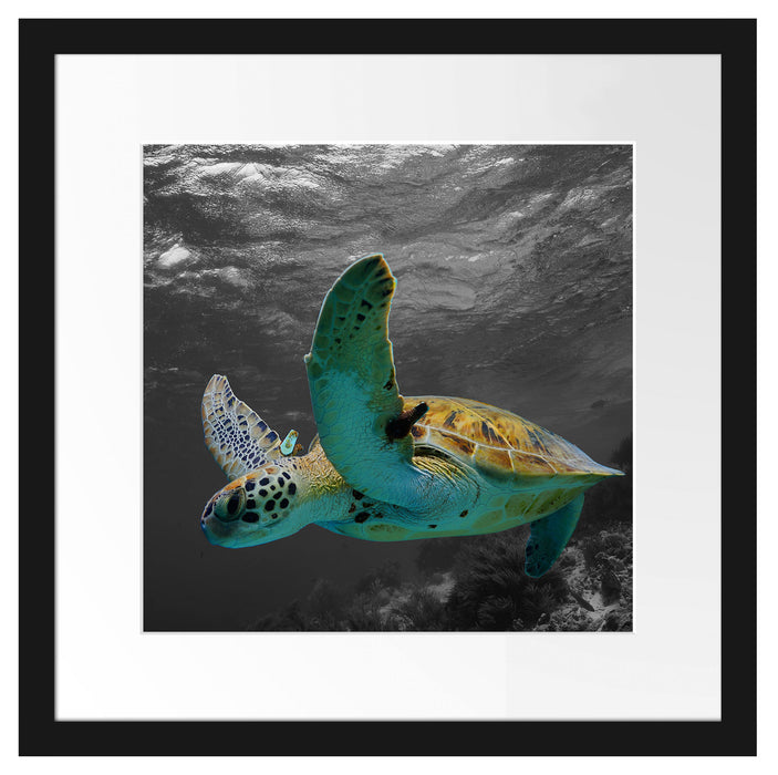 Schildkröte über dem Riff Passepartout Quadratisch 40x40