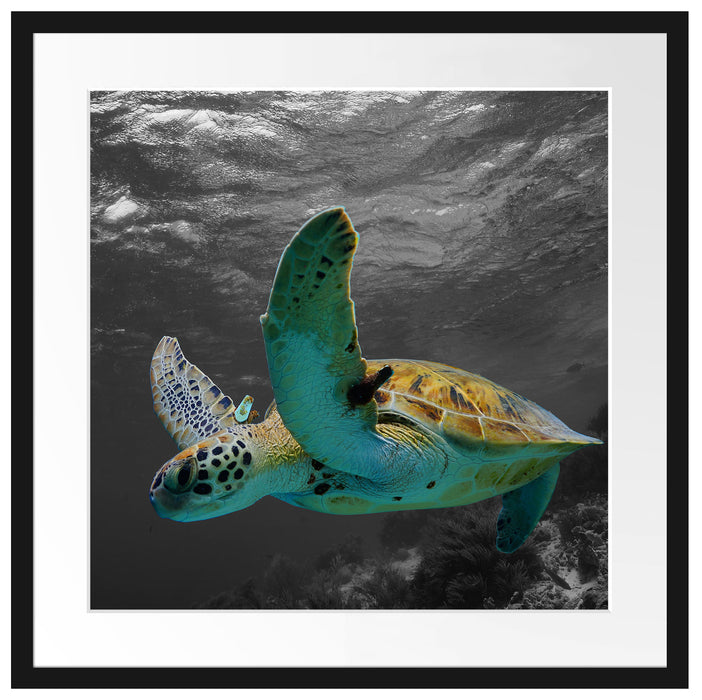 Schildkröte über dem Riff Passepartout Quadratisch 55x55