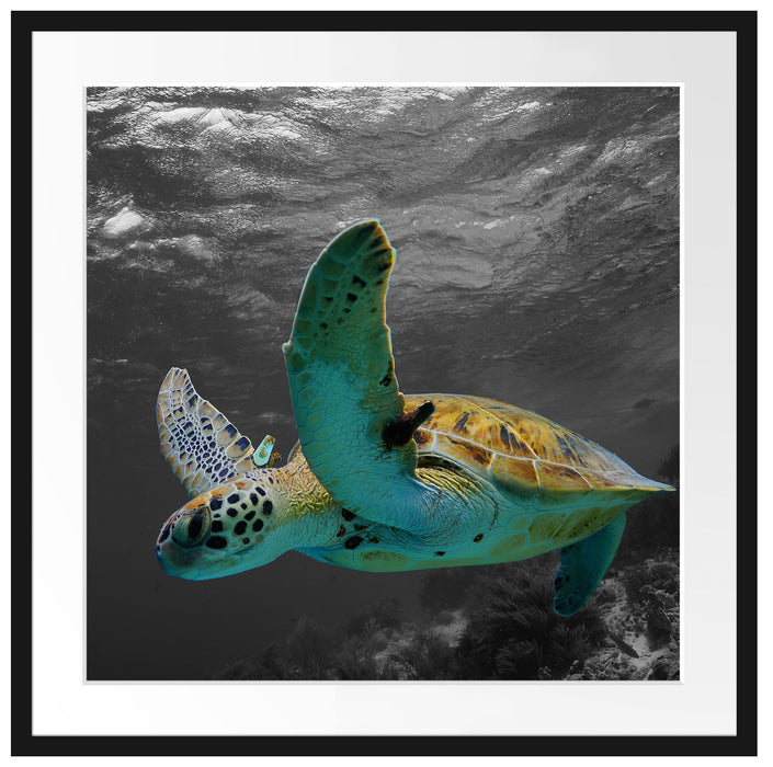 Schildkröte über dem Riff Passepartout Quadratisch 70x70