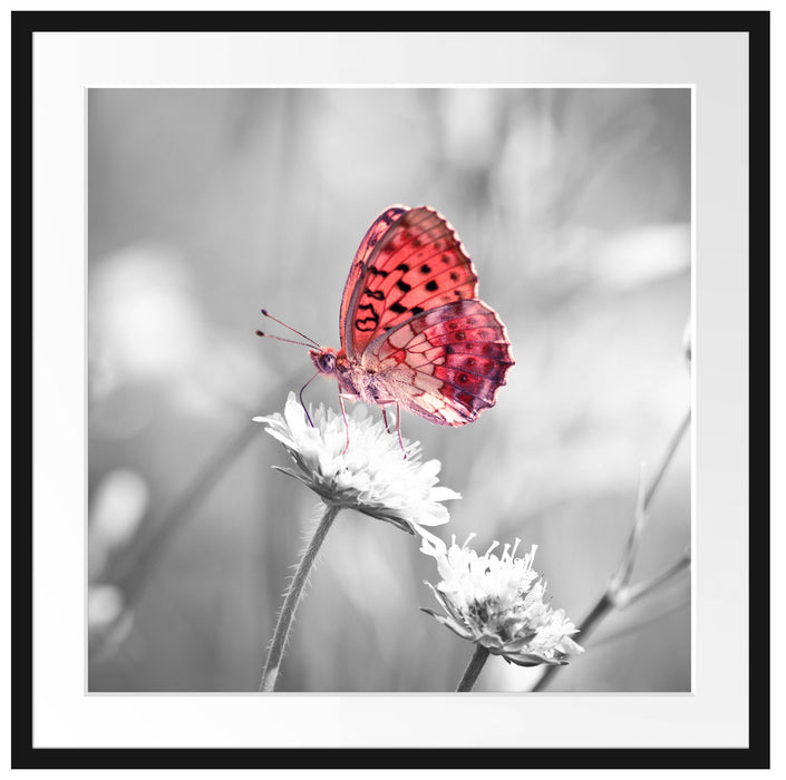 Schmetterling auf Blüte Passepartout Quadratisch 70x70