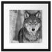 wunderschöner wachsamer Wolf Passepartout Quadratisch 40x40