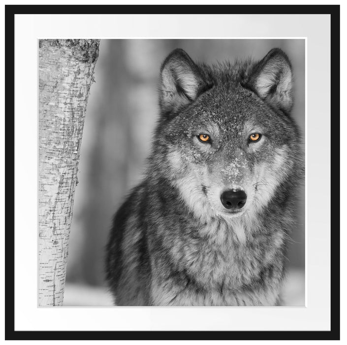 wunderschöner wachsamer Wolf Passepartout Quadratisch 70x70