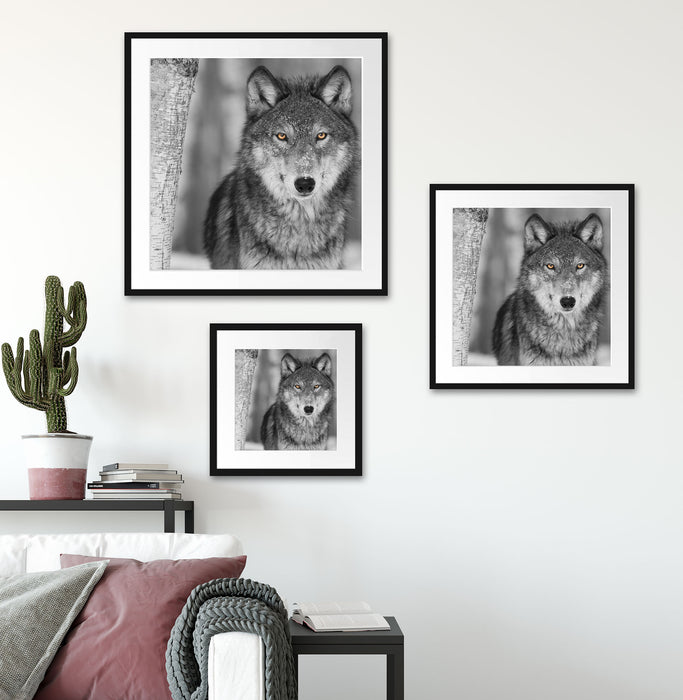 wunderschöner wachsamer Wolf Quadratisch Passepartout Wohnzimmer