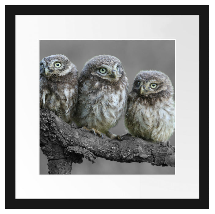 Eulen auf Ast Passepartout Quadratisch 40x40