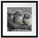 Eulen auf Ast Passepartout Quadratisch 40x40