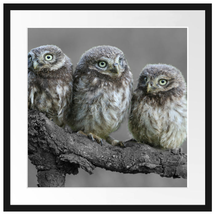Eulen auf Ast Passepartout Quadratisch 55x55