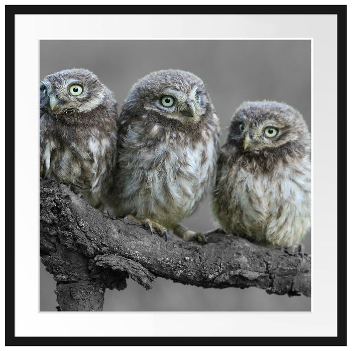 Eulen auf Ast Passepartout Quadratisch 70x70