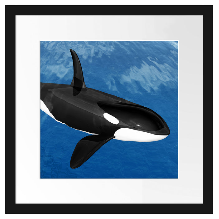 schöner Orca im Meer Passepartout Quadratisch 40x40