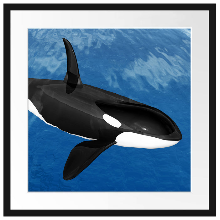 schöner Orca im Meer Passepartout Quadratisch 55x55