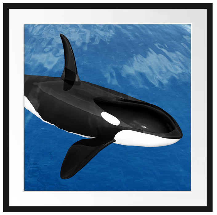 schöner Orca im Meer Passepartout Quadratisch 70x70