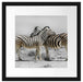 Zebras in der Savanne Passepartout Quadratisch 40x40