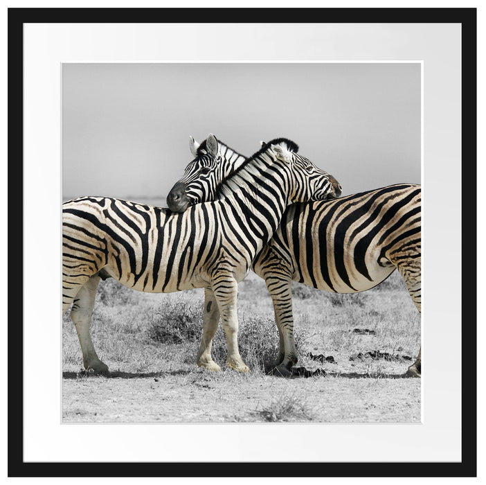 Zebras in der Savanne Passepartout Quadratisch 55x55