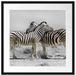 Zebras in der Savanne Passepartout Quadratisch 55x55