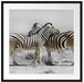 Zebras in der Savanne Passepartout Quadratisch 70x70
