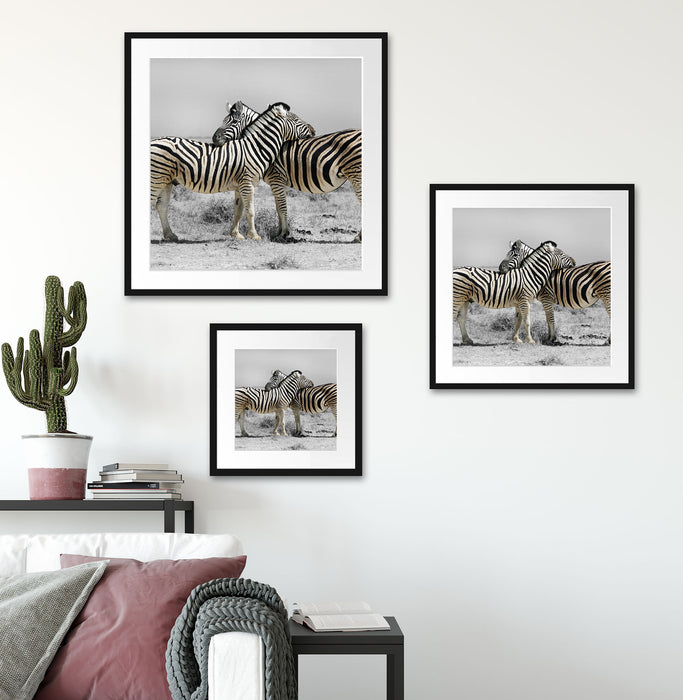Zebras in der Savanne Quadratisch Passepartout Wohnzimmer