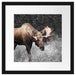 prächtiger Elch auf Wiese Passepartout Quadratisch 40x40