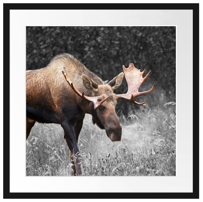 prächtiger Elch auf Wiese Passepartout Quadratisch 55x55