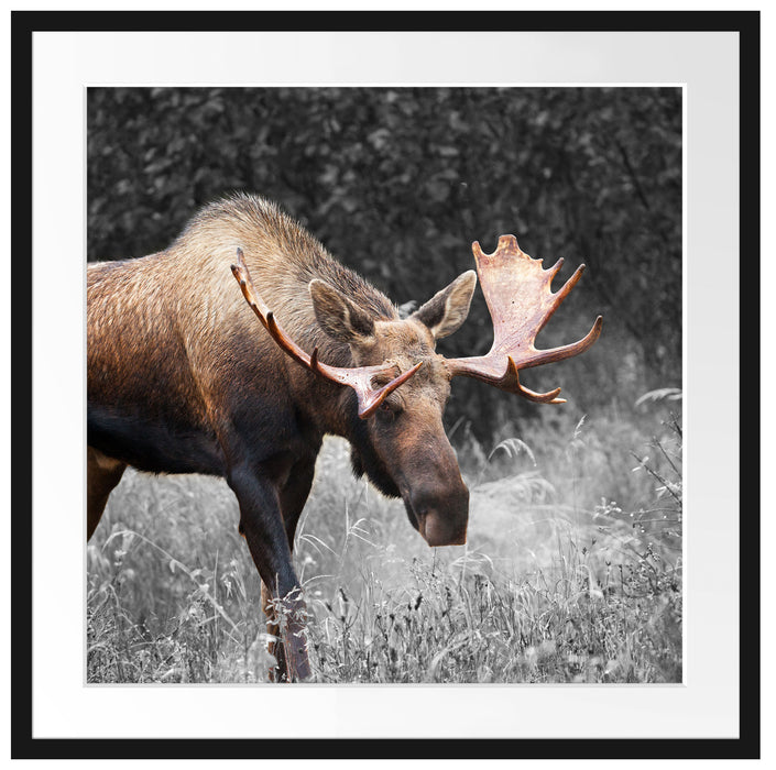 prächtiger Elch auf Wiese Passepartout Quadratisch 70x70