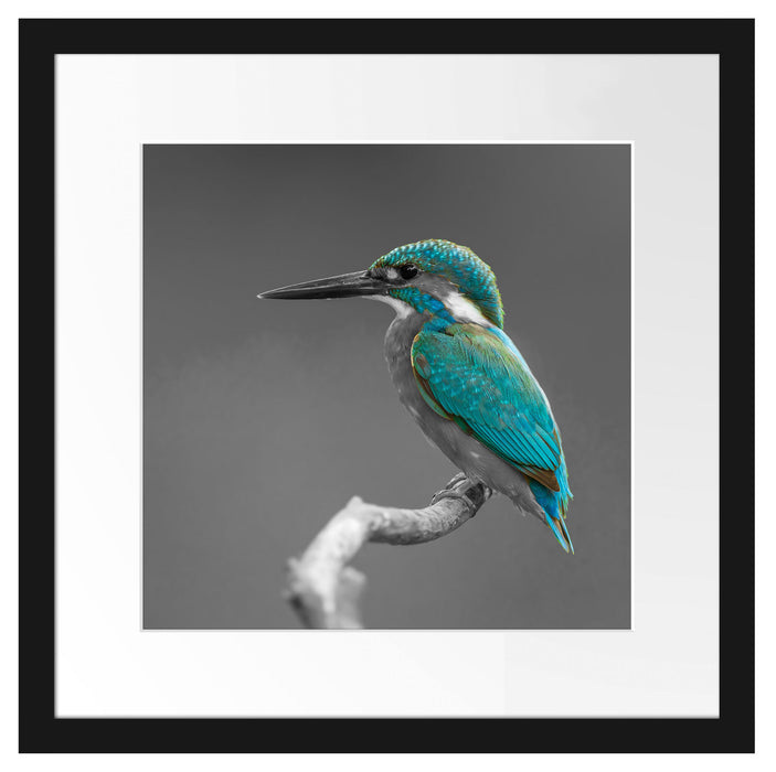 wunderschöner Eisvogel auf Ast Passepartout Quadratisch 40x40