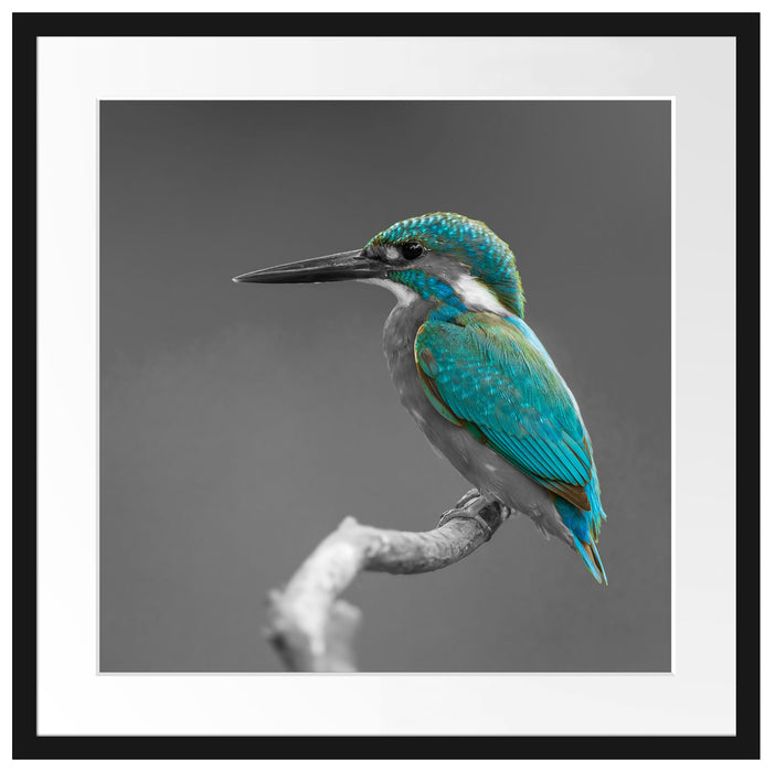 wunderschöner Eisvogel auf Ast Passepartout Quadratisch 55x55