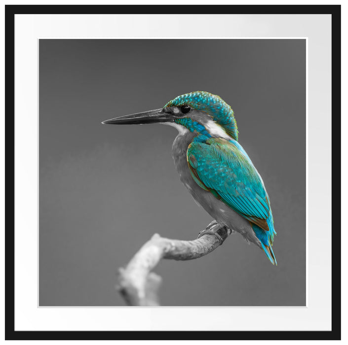 wunderschöner Eisvogel auf Ast Passepartout Quadratisch 70x70